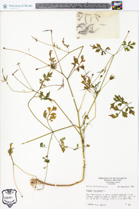 Bidens bipinnata image