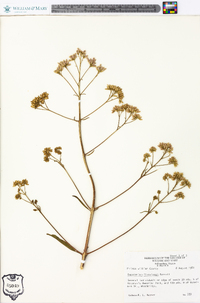 Eutrochium fistulosum image