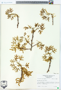 Quercus coccinea image