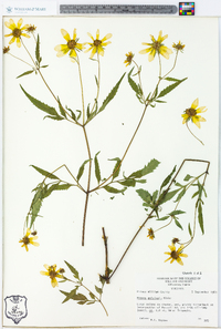 Bidens polylepis image