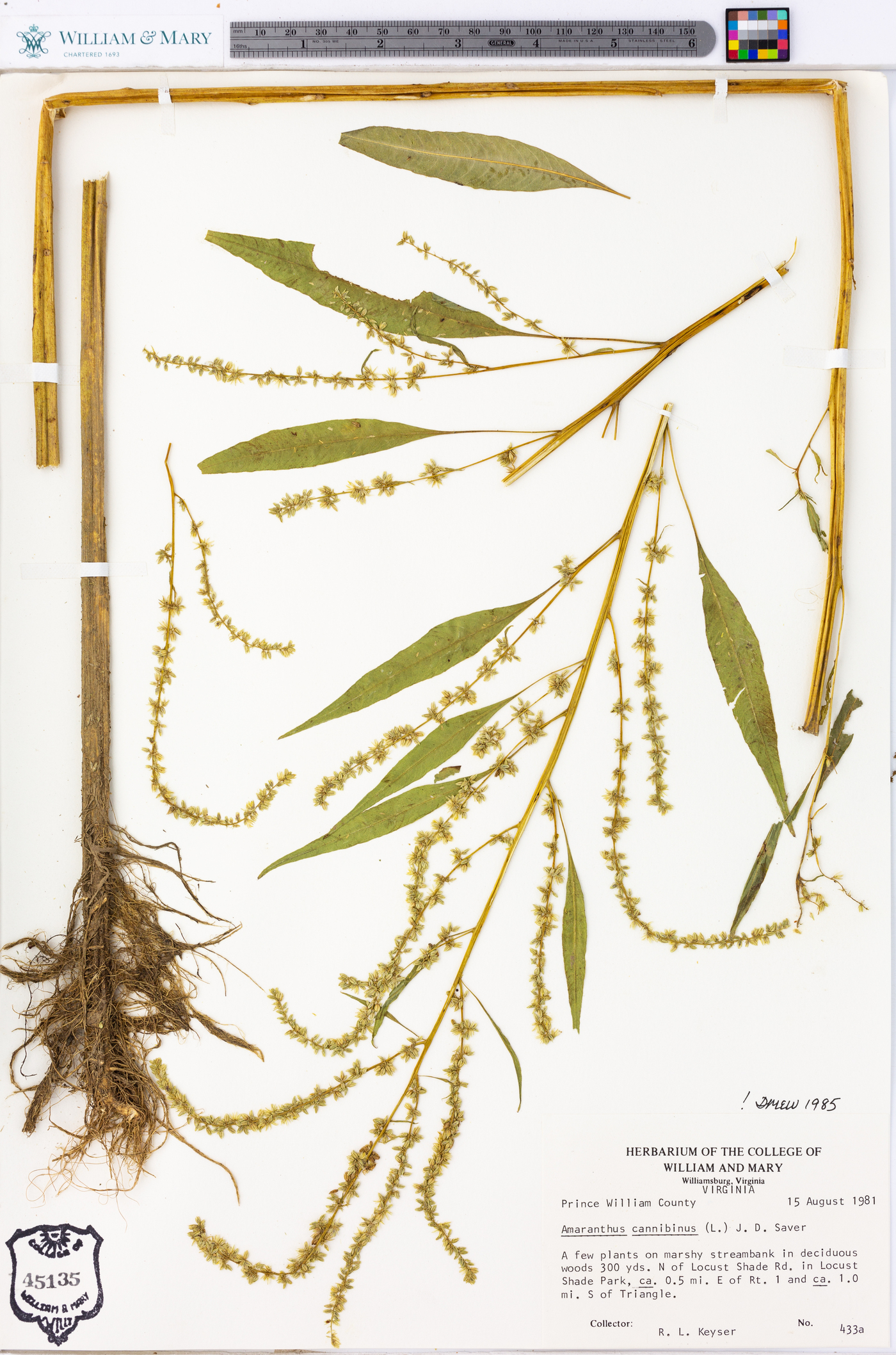 Amaranthus cannabinus image