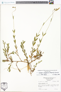 Silene vulgaris image