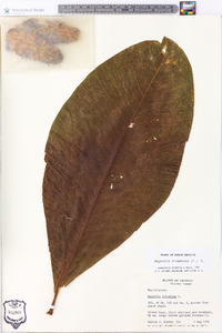 Magnolia tripetala image