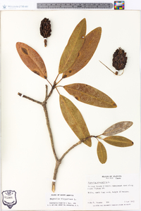 Magnolia virginiana image