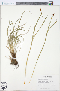 Sisyrinchium mucronatum image