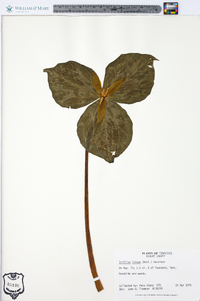 Trillium luteum image