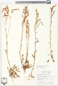 Rumex hastatulus image