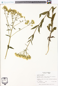 Eupatorium album image