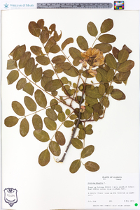 Robinia hispida image