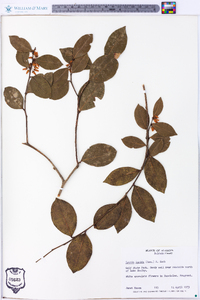 Lyonia lucida image