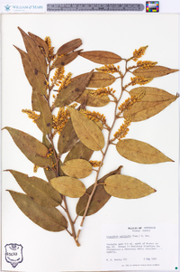 Leucothoe axillaris image