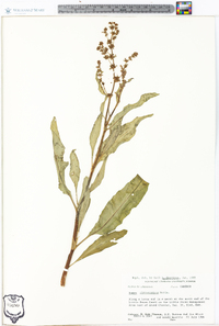 Rumex chrysocarpus image