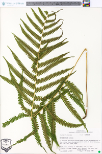 Thelypteris kunthii image