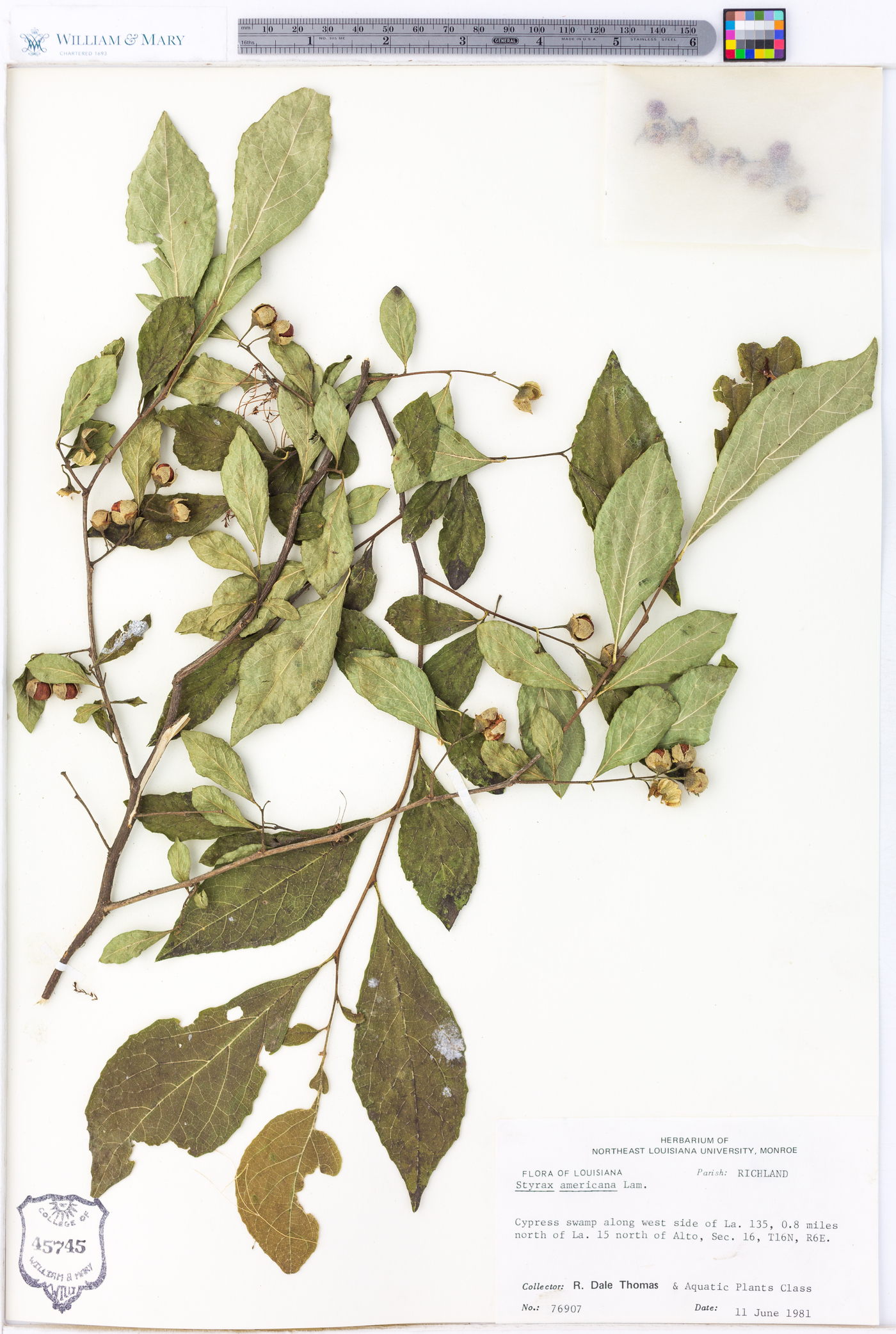 Styrax americanus image