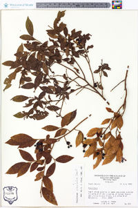 Vaccinium simulatum image