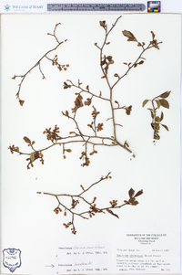 Vaccinium fuscatum image