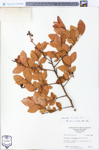 Vaccinium fuscatum image