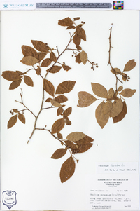 Vaccinium fuscatum image