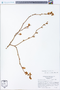 Vaccinium fuscatum image