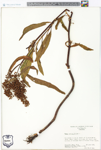 Rumex verticillatus image