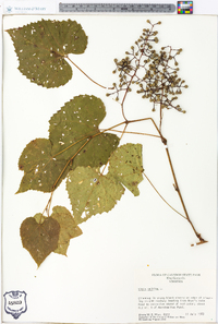 Vitis vulpina image