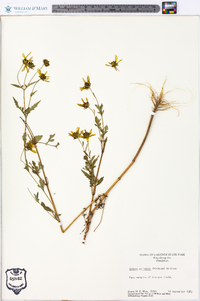 Bidens aristosa image