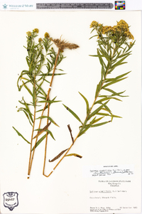 Euthamia graminifolia var. nuttallii image