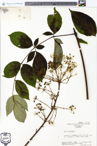 Aralia spinosa image