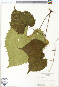 Vitis vulpina image