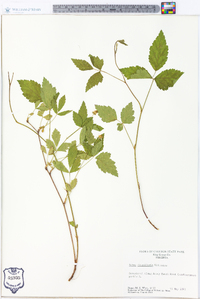 Rubus flagellaris image