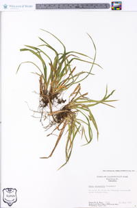 Carex abscondita image