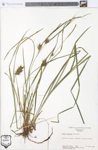 Carex louisianica image