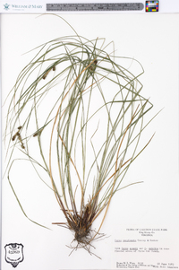 Carex complanata image