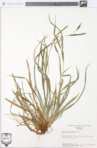 Carex flaccosperma image