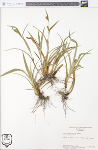 Carex flaccosperma image