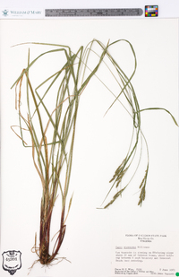 Carex virescens image