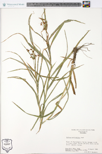 Scirpus polyphyllus image