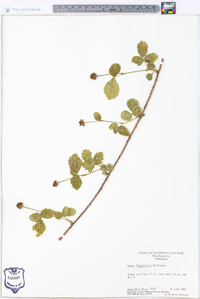 Rubus flagellaris image