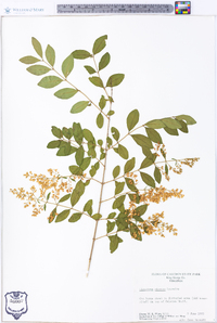 Ligustrum sinense image