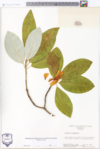 Magnolia virginiana image