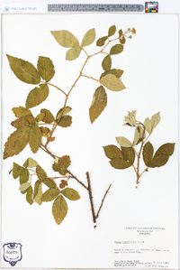 Rubus cuneifolius image