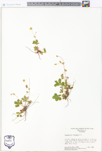 Potentilla canadensis image