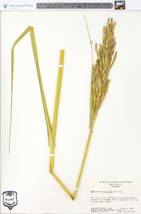 Spartina cynosuroides image