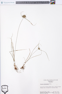Cyperus filiculmis image