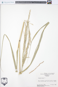 Panicum amarum image