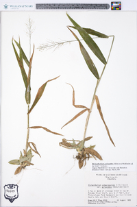 Dichanthelium polyanthes image