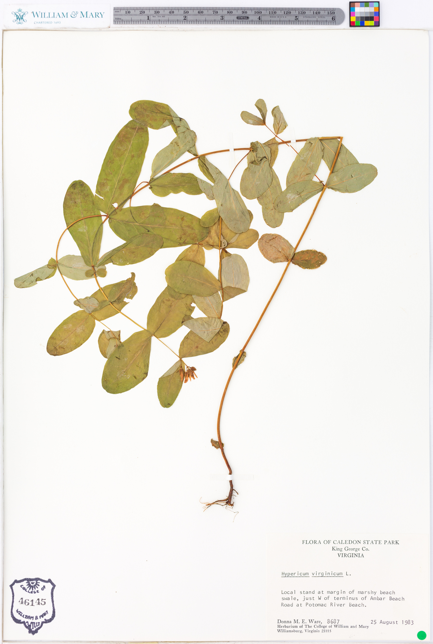 Hypericum virginicum image