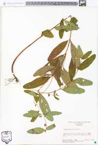 Hypericum walteri image