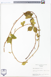 Rubus flagellaris image