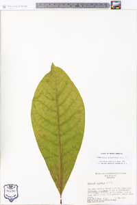 Magnolia tripetala image